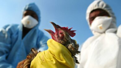 سلالة جديدة لإنفلونزا الطيور