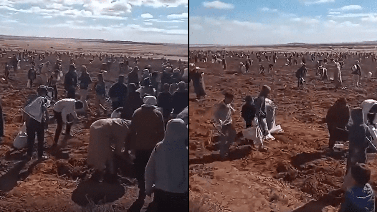 بالفيديو.. النقص الحاد وغلاء الأسعار يدفع الجزائريين للهجوم على حقول "البطاطا" واقتلاعها قبل نضوجها الكامل 1 البطاطا