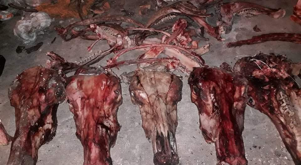 صور صادمة.. العثور على بقايا حمير بولاية وهران والأمن الجزائري يحقق حول تسويقها للاستهلاك البشري صور صادمة.. العثور على بقايا حمير بولاية وهران والأمن الجزائري يحقق حول تسويقها للاستهلاك البشري