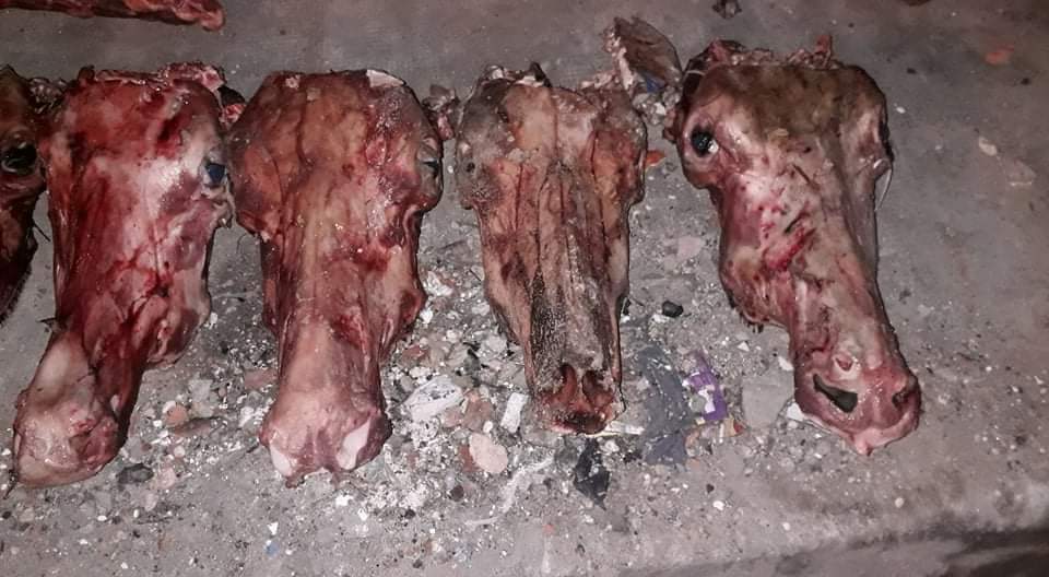 صور صادمة.. العثور على بقايا حمير بولاية وهران والأمن الجزائري يحقق حول تسويقها للاستهلاك البشري صور صادمة.. العثور على بقايا حمير بولاية وهران والأمن الجزائري يحقق حول تسويقها للاستهلاك البشري