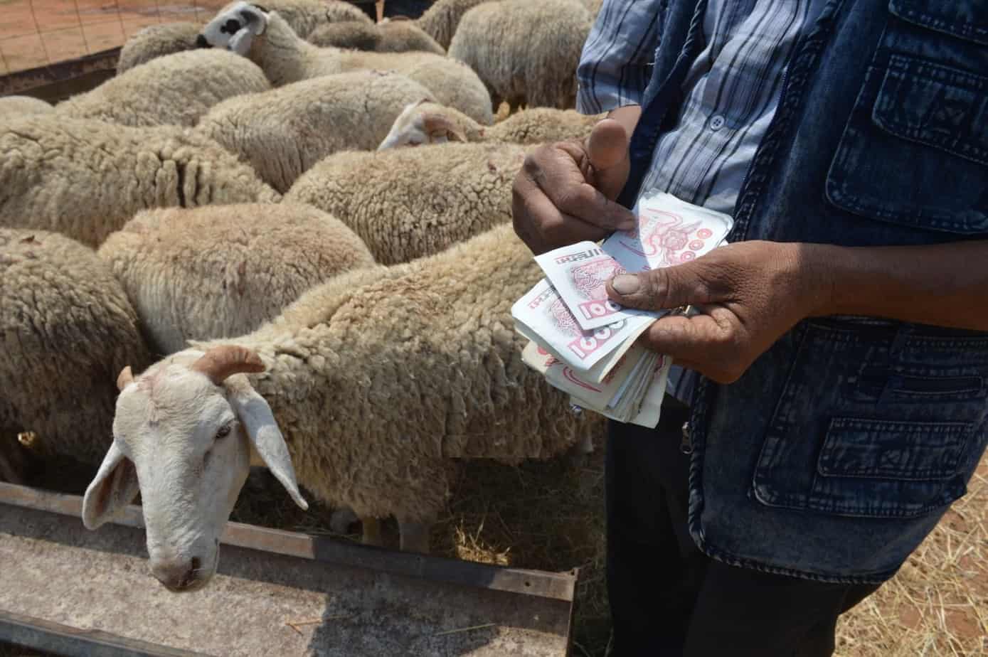 الجوع وما يدير.. أغنام الجزائر تأكل الصوف بعد اختفاء العلف من الأسواق 1 المواشي
