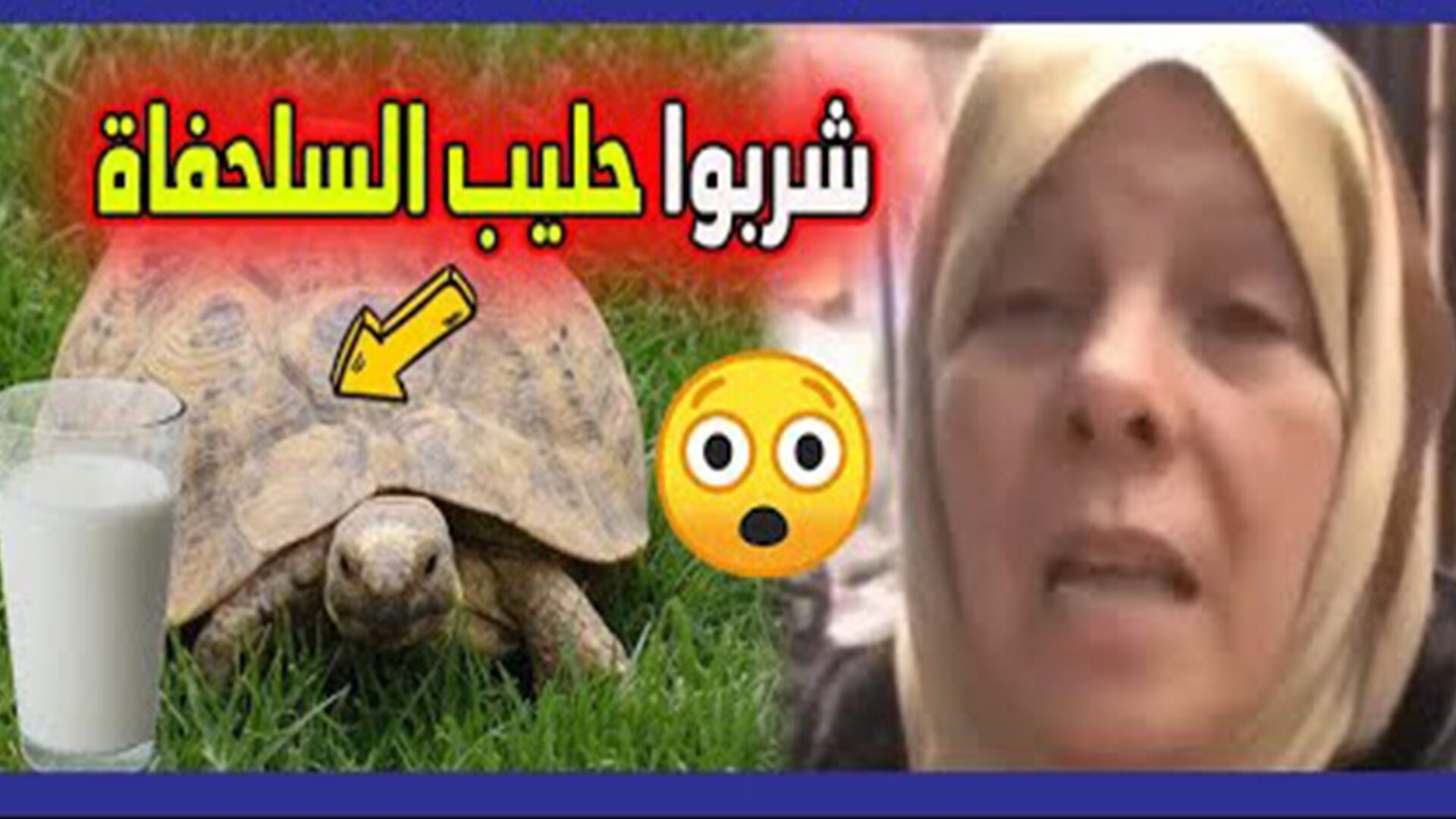 آخر ماكاين عند الجيران | بعد الرقية الشرعية.. سيدة جزائرية: "حليب السلحفاة هو سبب خسارة المنتخب نتاعنا" (فيديو) 1 سلحفاة