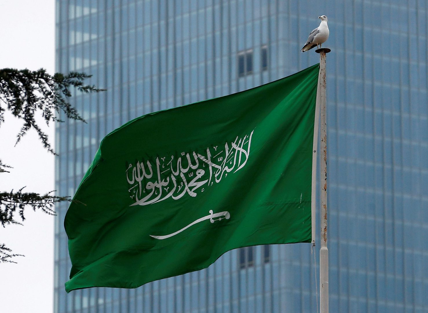 الداوان السعودي