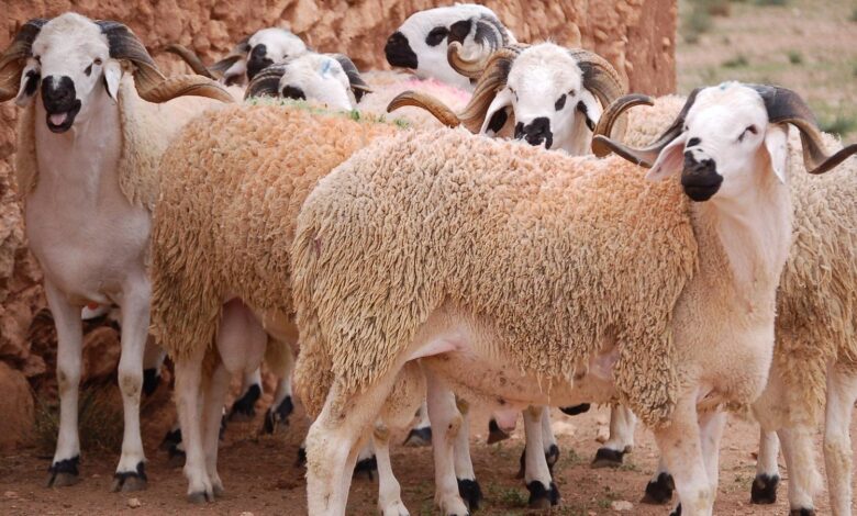 لضمان الإمداد الطبيعي للسوق الوطنية من اللحوم الحمراء.. المغرب يستورد 18 ألف رأس من الأغنام