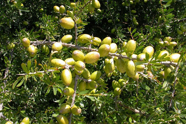 argan