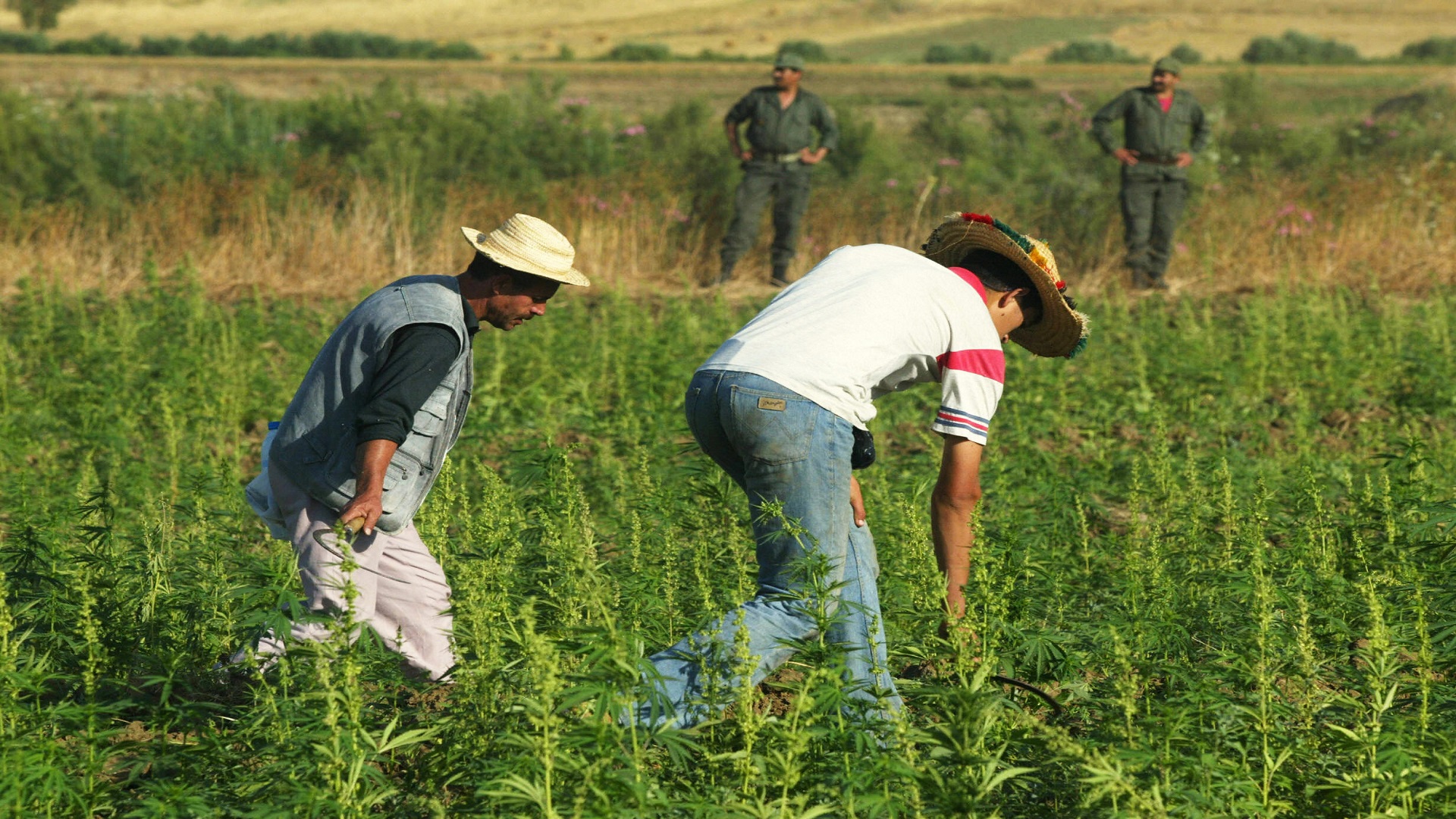Farmers distroy cannabis plantations und