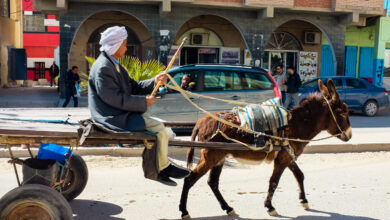 العربات المجرورة الرباط