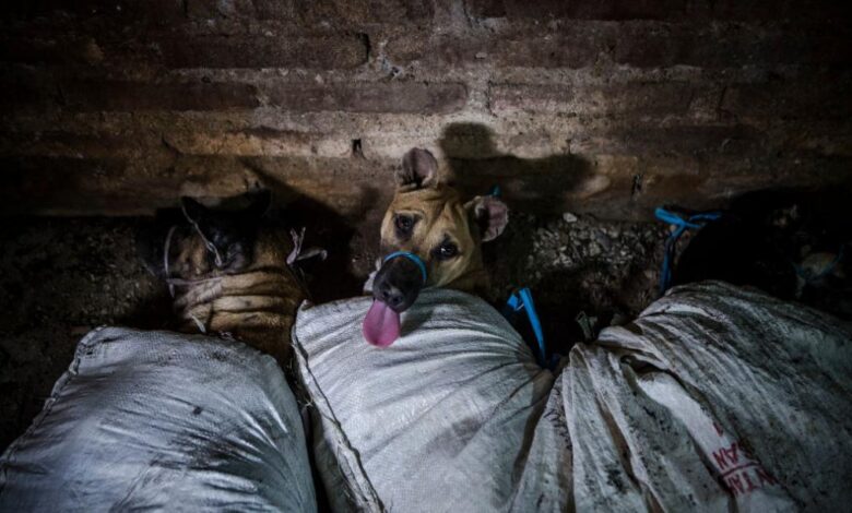 إندونيسيا   الشرطة تعثر على كلاب كانت معدة للاستهلاك في شاحنة
