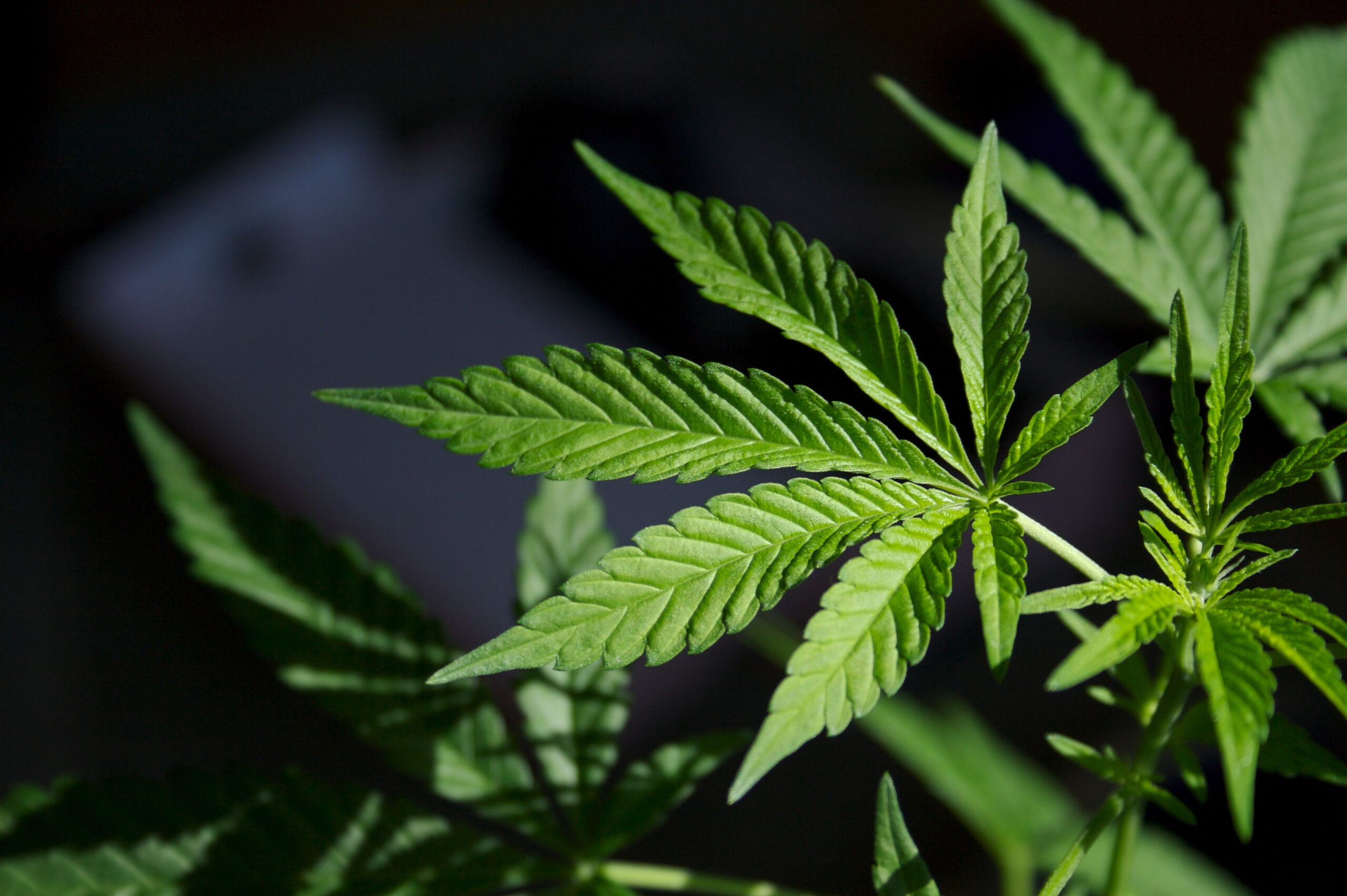 البرازيل..المحكمة العليا تلغي تجريم حيازة الماريخوانا للاستخدام الشخصي 1 marijuana scaled