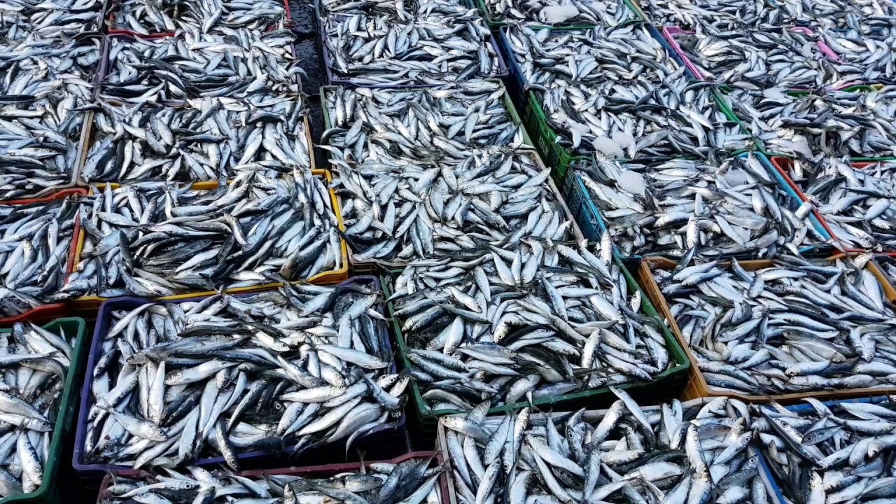 النسخة الرابعة لمهرجان البحر بآسفي تحتفي بسمك السردين 1 sardines safi
