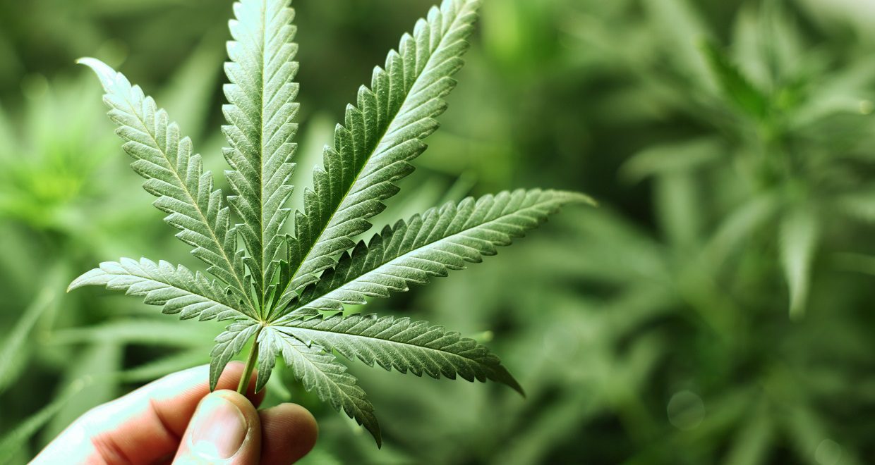 تاونات: تدشين أول معمل لتحويل القنب الهندي المشروع 1 canabis