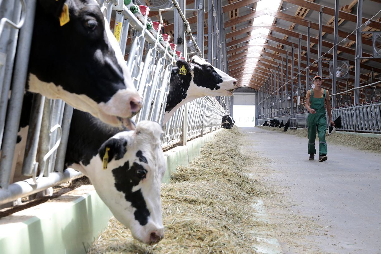 مجلس الحكومة يعفي استيراد الأبقار والأغنام من الضرائب والرسوم الجمركية 1 vaches
