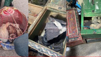 حجز مجموعة من الحيوانات.. مراكش