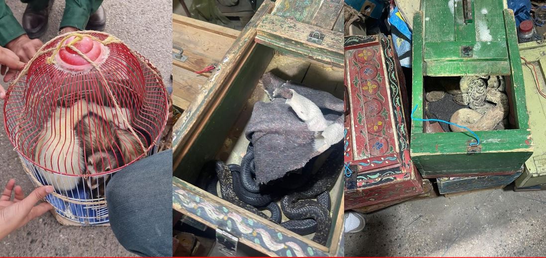الأمن يحجز مجموعة من الحيوانات البرية والزواحف كانت موجهة للبيع بشكل غير مشروع 1 حجز مجموعة من الحيوانات.. مراكش