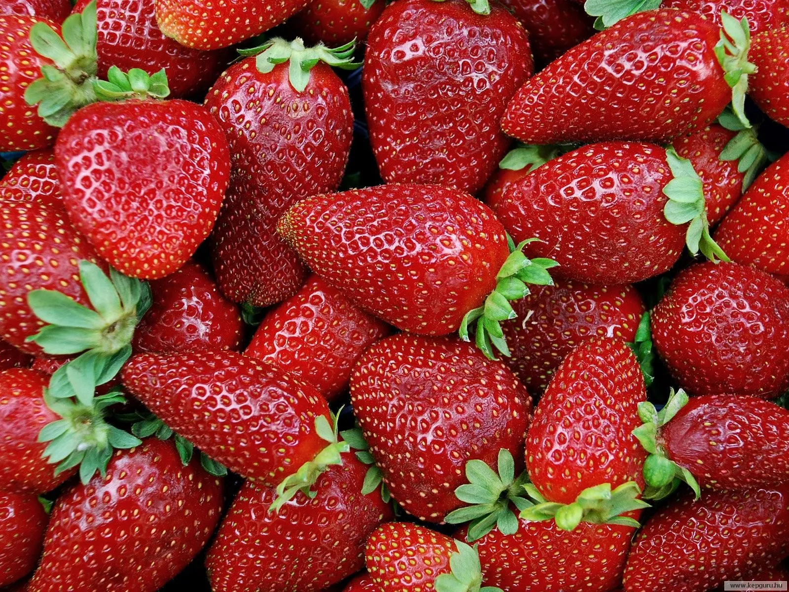 رغم الأزمة المائية.. المغرب يحقق رقمًا قياسيًا في تصدير الفراولة المجمدة إلى اليابان 1 fraise