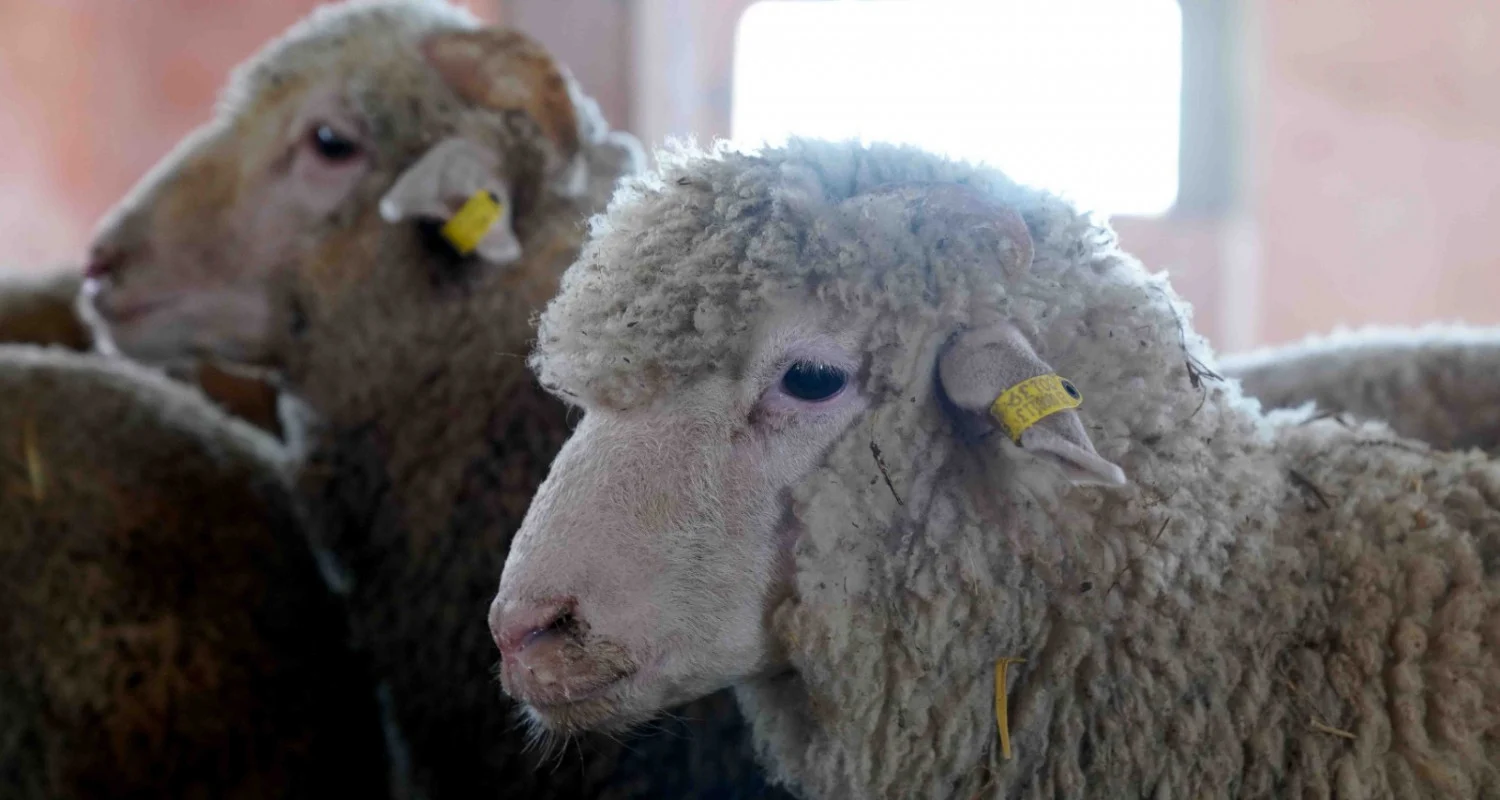 وزارة الفلاحة تخرج عن صمتها بشأن جدل ملايير الأغنام المستوردة 1 moutons