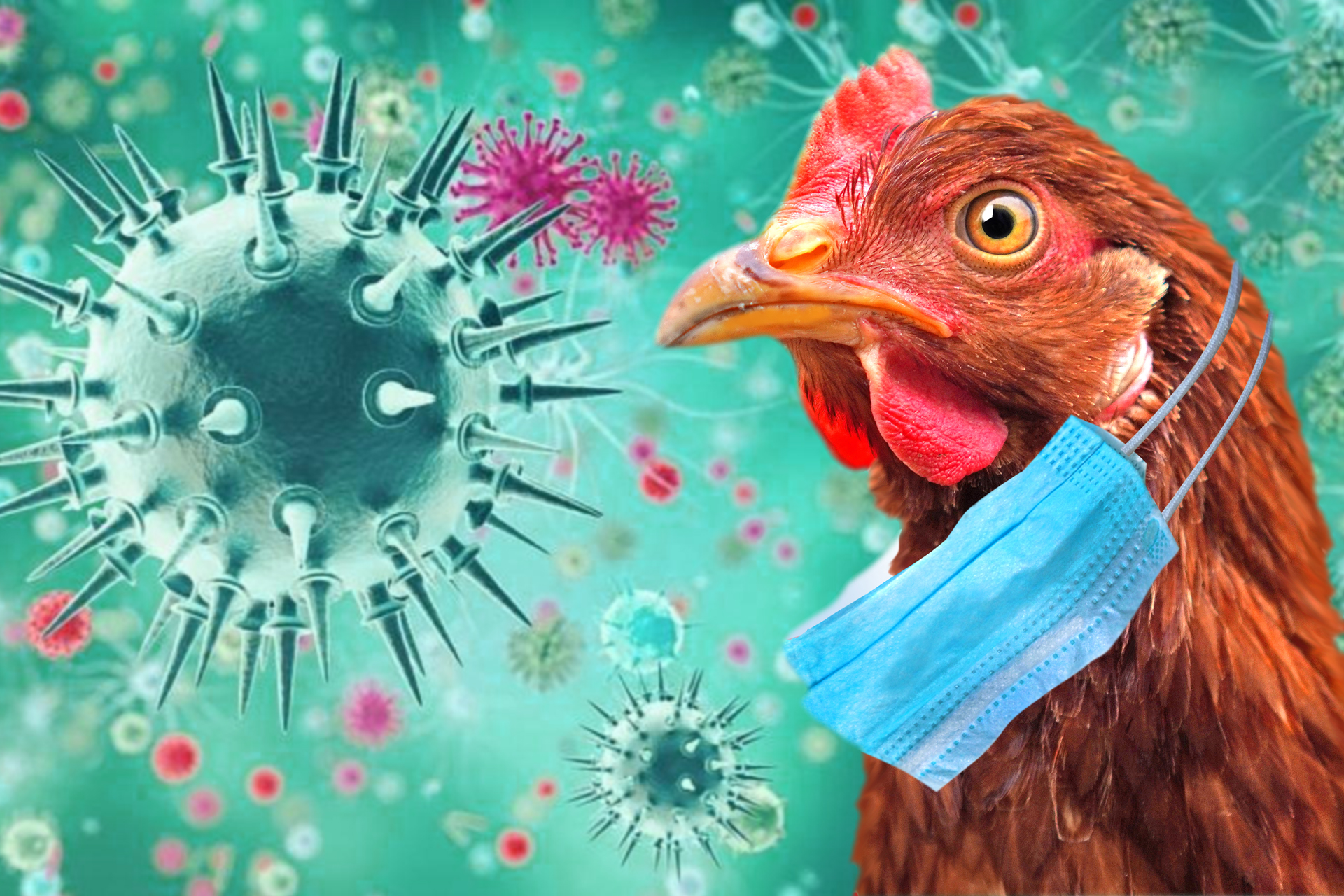 إنفلونزا الطيور.. البرازيل تجري تحقيقات حول 12 حالة مشتبه فيها 1 Grippe aviaire