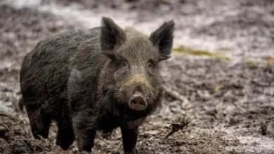 خنزير بري صفرو